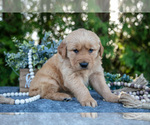 Small #2 Golden Retriever