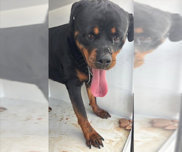 Medium Photo #1 Rottweiler Puppy For Sale in Houston, TX, USA