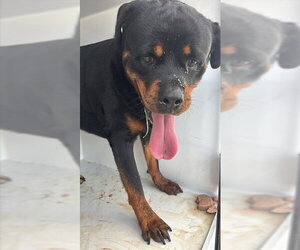 Rottweiler Dogs for adoption in Houston, TX, USA