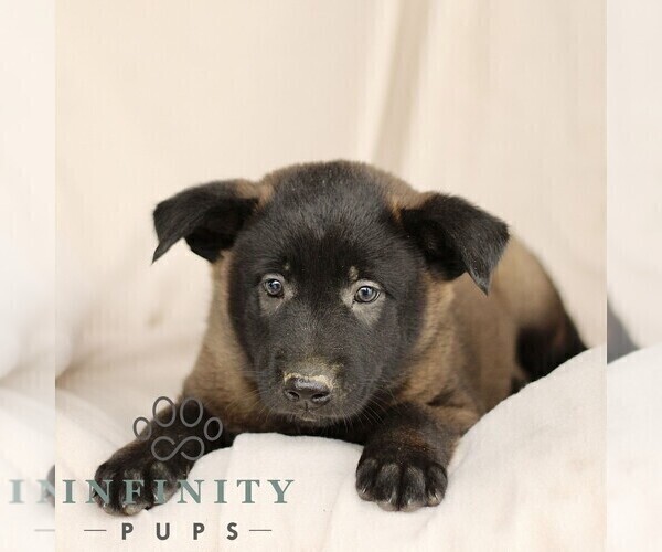 Medium Photo #4 Belgian Malinois Puppy For Sale in RONKS, PA, USA