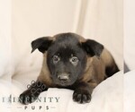 Small #3 Belgian Malinois