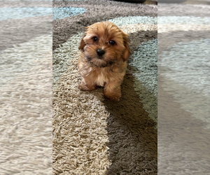 Morkie Puppy for sale in VIRGINIA BEACH, VA, USA