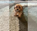 Image preview for Ad Listing. Nickname: chevis