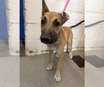 Small German Shepherd Dog