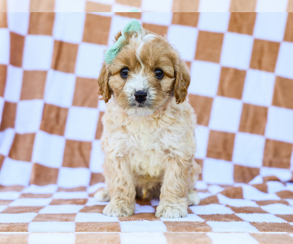 Medium Photo #1 Cavapoo (Miniature) Puppy For Sale in LIBERTY, KY, USA