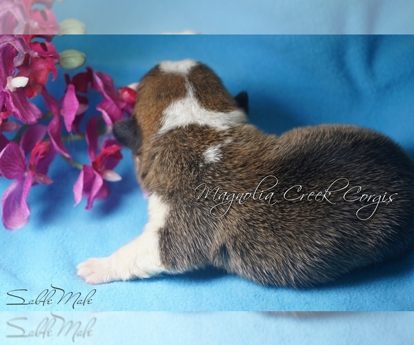 Medium Photo #6 Pembroke Welsh Corgi Puppy For Sale in CRESTVIEW, FL, USA