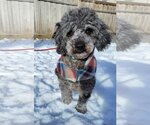 Small Photo #7 Poodle (Miniature) Puppy For Sale in St. Louis Park, MN, USA