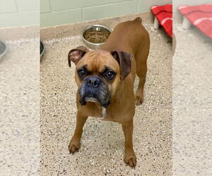 Boxer Dogs for adoption in Austin, TX, USA