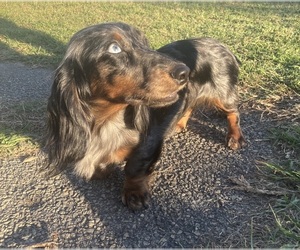 Mother of the Dachshund puppies born on 11/05/2025