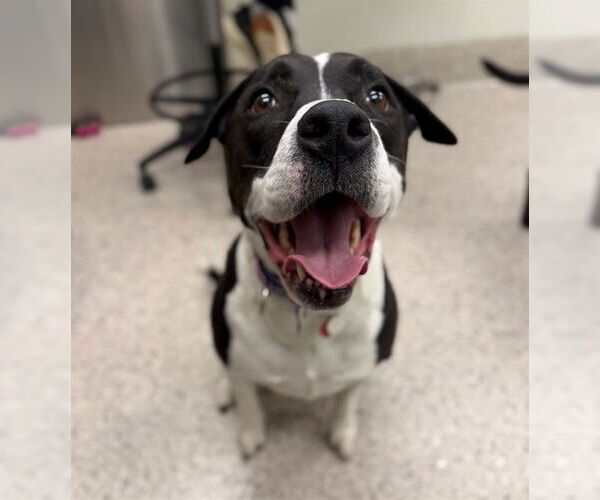 Medium Photo #1 Mutt Puppy For Sale in Brighton, CO, USA