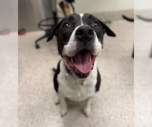 Mutt Dogs for adoption in Brighton, CO, USA