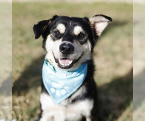 Siberian Husky-Unknown Mix Dogs for adoption in San Antonio, TX, USA