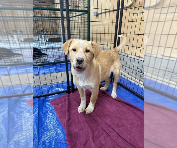 Medium Photo #3 Labrador Retriever-Unknown Mix Puppy For Sale in Calgary, Alberta, Canada