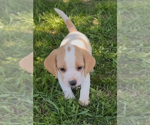 Beagle Puppy for sale in MINERAL POINT, WI, USA