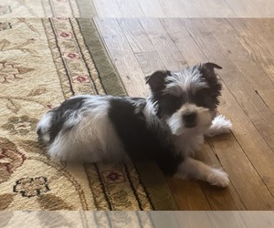 Yorkshire Terrier Litter for sale in CAMBY, IN, USA