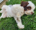 Small #2 Bernedoodle (Miniature)