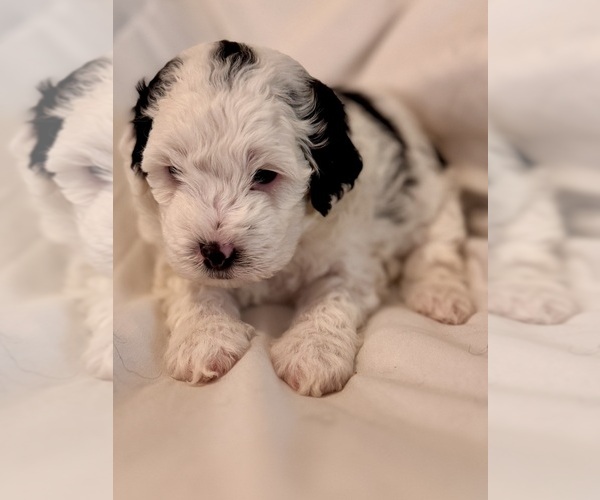 Medium Photo #24 Miniature Bernedoodle Puppy For Sale in AUBURNDALE, FL, USA