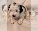 Small #22 Miniature Bernedoodle