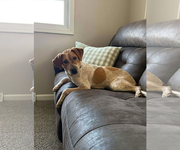 Medium Photo #5 Beagle-Red Heeler Mix Puppy For Sale in Columbus, IN, USA