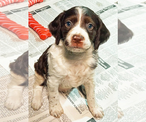 Brittany Puppy for sale in BLOSSBURG, PA, USA