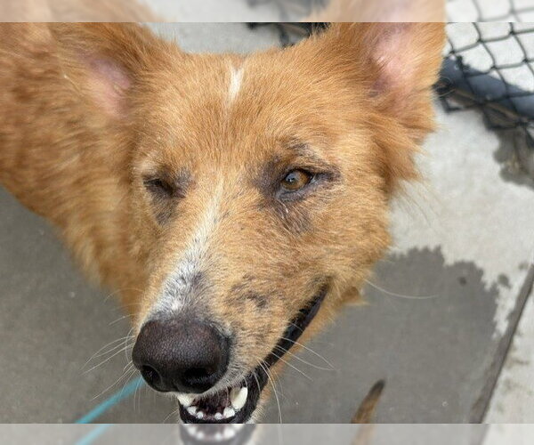 Medium Photo #1 German Shepherd Dog-Unknown Mix Puppy For Sale in Tulsa, OK, USA