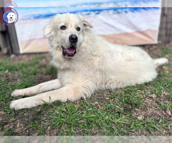 Medium Photo #7 Great Pyrenees Puppy For Sale in Spring, TX, USA