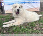Small #6 Great Pyrenees