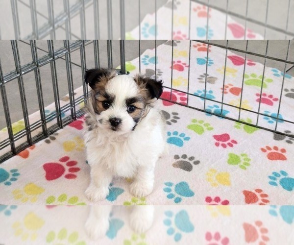 Medium Photo #3 Papitese Puppy For Sale in ORO VALLEY, AZ, USA