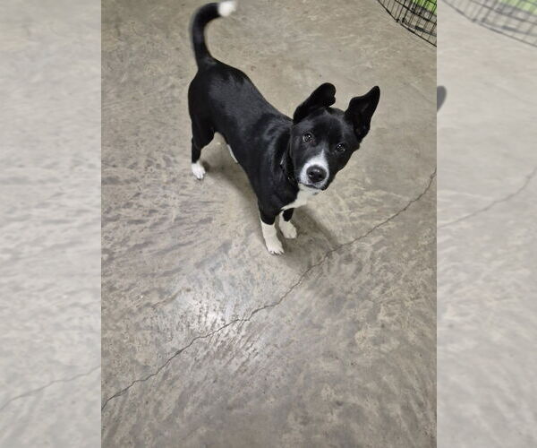 Medium Photo #2 Mutt Puppy For Sale in Elmsford, NY, USA