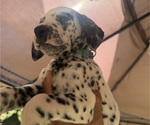 Puppy Light Blue Dalmatian