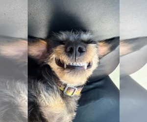 Crypto - Male Mutt Dog for Adoption - Photo #10