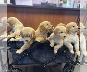 Golden Retriever Puppy for sale in WILDOMAR, CA, USA