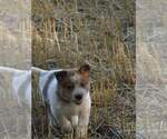 Small Photo #13 Australian Cattle Dog Puppy For Sale in NEW YORK MILLS, MN, USA