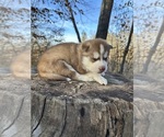 Puppy Blaze Siberian Husky