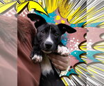 Small Photo #2 Mutt Puppy For Sale in Woodbury, NY, USA