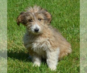 Sheltidoodle Puppy for sale in SHIPPENSBURG, PA, USA