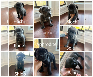 Cane Corso Puppy for sale in MONTGOMERY, AL, USA