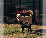 Small #3 Labrador Retriever Mix
