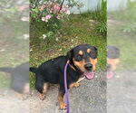 Small Black and Tan Coonhound Mix