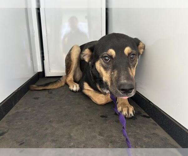 Medium Photo #1 German Shepherd Dog-Unknown Mix Puppy For Sale in Visalia, CA, USA