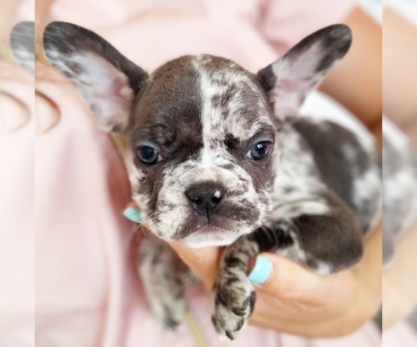 Medium Photo #3 French Bulldog Puppy For Sale in MURRIETA, CA, USA