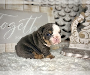 English Bulldog Puppy for sale in PORT RICHEY, FL, USA