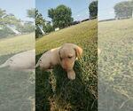 Small #12 Labrador Retriever