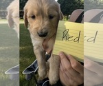 Puppy Red Golden Retriever