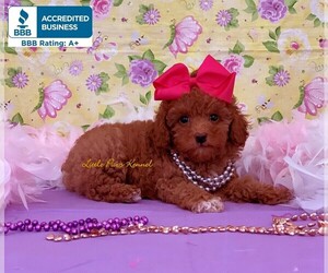 Poodle (Toy) Puppy for sale in WINNSBORO, LA, USA