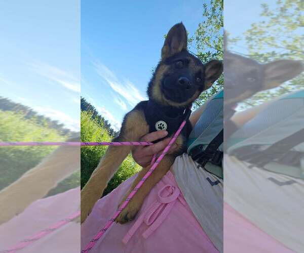 Medium Photo #13 German Shepherd Dog Puppy For Sale in MONROE, WA, USA