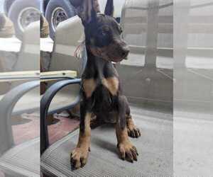 Doberman Pinscher Puppy for sale in HYATTSVILLE, MD, USA