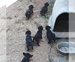 Small Photo #4 American Bulldog-Labbe Mix Puppy For Sale in COURTLAND, AL, USA