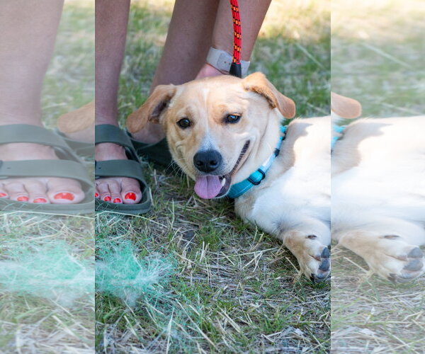 Medium Photo #7 Dachsador Puppy For Sale in Oakhurst, NJ, USA
