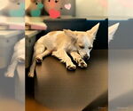 Small #3 Chihuahua Mix